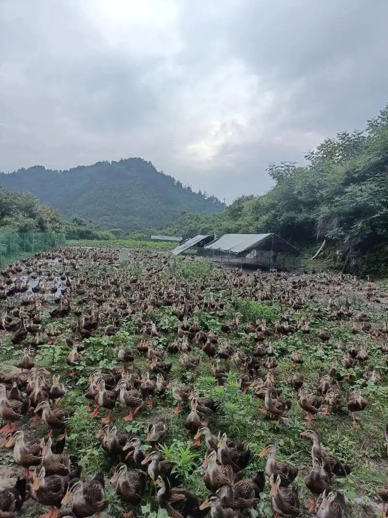散养鸭肉