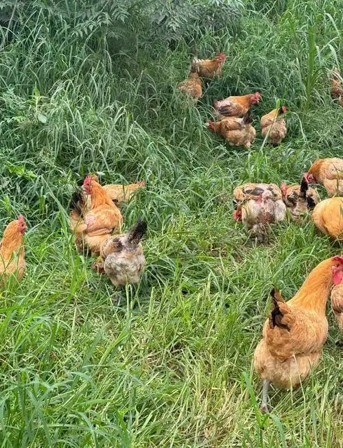 散养鸡肉