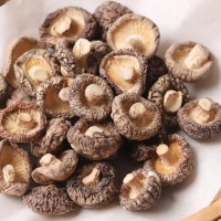 有机茶树菇