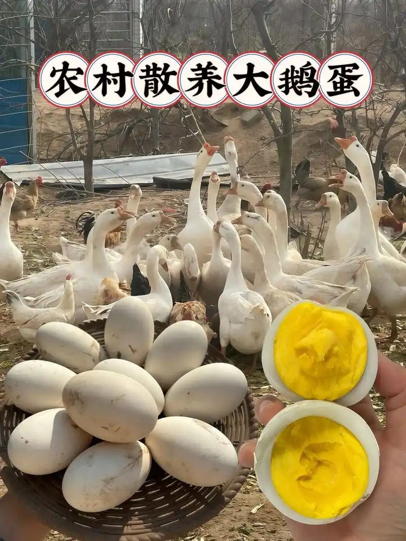 散养鹅蛋