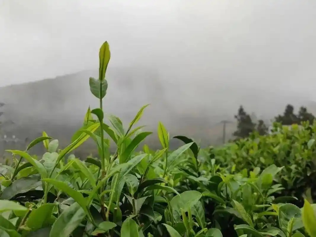 高山云雾绿茶