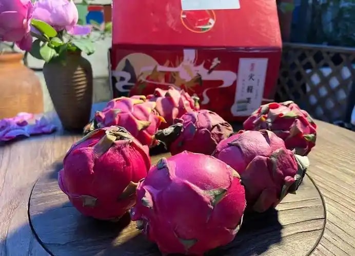 有机火龙果