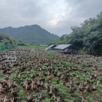生态牛肉