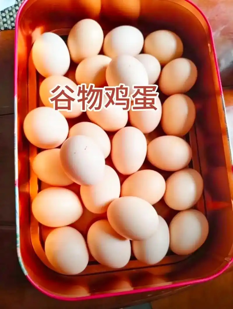 谷物喂养鲜蛋