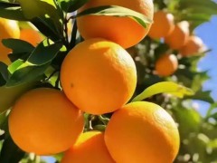 有机大米区域代理招商