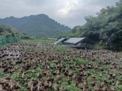 绿博会产地对接会第6站