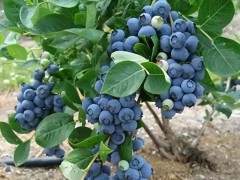 冷榨食用油区域代理招商